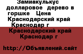 Замиакулькус - долларовое  дерево в горшке › Цена ­ 2 000 - Краснодарский край, Краснодар г.  »    . Краснодарский край,Краснодар г.